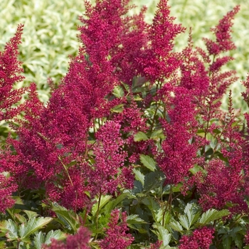 Astilbe japonica - 'Red Sentinel' False Spirea