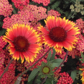 Gaillardia aristata 'Dazzler' (Blanket Flower) - Dazzler Blanket Flower