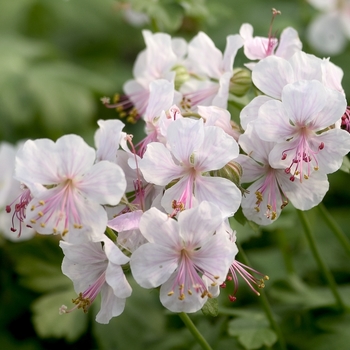 Geranium x cantabrigense - 'Biokova Karmina' Bloody Cranesbill