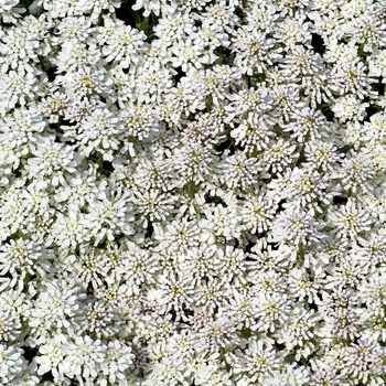 Iberis sempervirens 'Snowflake' (Evergreen Candytuft) - Snowflake Evergreen Candytuft