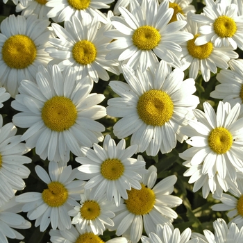 Leucanthemum x superbum 'Snowcap' (Shasta Daisy) - Snowcap Shasta Daisy