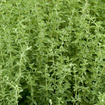 Origanum majorana - Sweet Marjoram