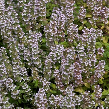 Thymus vulgaris - English Thyme