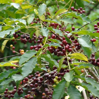 Coffea arabica (Coffee Plant) - Coffee Plant