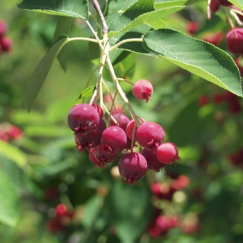 Amelanchier x grandiflora - 'Autumn Brilliance™' Serviceberry
