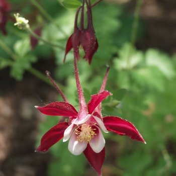 Aquilegia - 'Crimson Star' Columbine