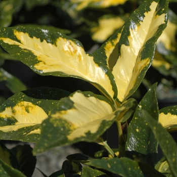 Aucuba japonica ''Picturata'' (Japanese Aucuba) - Picturata Japanese Aucuba Aucuba japonica ''Picturata'' (Japanese Aucuba) - Picturata Japanese Aucuba