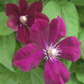 Clematis - 'Niobe'