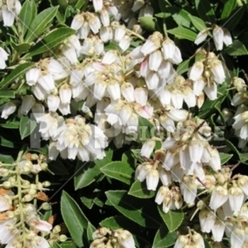 Pieris japonica 'Temple Bells' (Japanese Pieris) - Temple Bells Japanese Pieris Pieris japonica 'Temple Bells' (Japanese Pieris) - Temple Bells Japanese Pieris