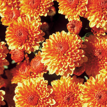 Chrysanthemum x morifolium ''Multiple Varieties'' (Bronze Garden Mums) - Multiple Varieties Bronze Garden Mums