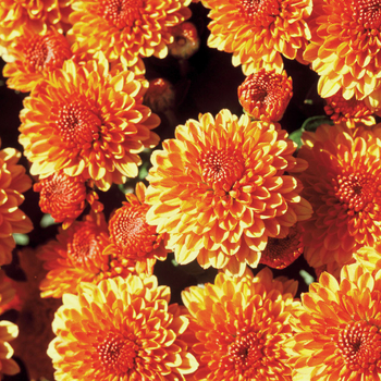 Chrysanthemum x morifolium ''Multiple Varieties'' (Bronze Garden Mums) - Multiple Varieties Bronze Garden Mums Chrysanthemum x morifolium ''Multiple Varieties'' (Bronze Garden Mums) - Multiple Varieties Bronze Garden Mums