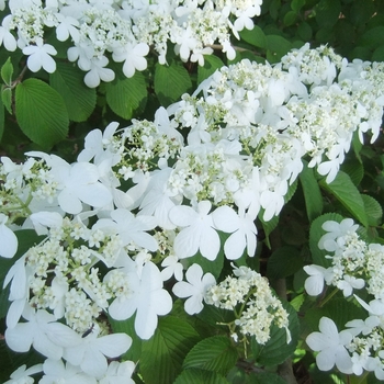 Viburnum plicatum f. tomentosum 'Shasta' (Doublefile Viburnum) - Shasta Doublefile Viburnum Viburnum plicatum f. tomentosum 'Shasta' (Doublefile Viburnum) - Shasta Doublefile Viburnum