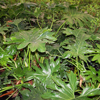 Philodendron selloum (Philodendron) - Philodendron Philodendron selloum (Philodendron) - Philodendron