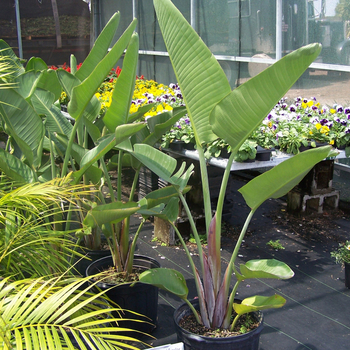 Strelitzia nicolai (Giant White Bird of Paradise) - Giant White Bird of Paradise