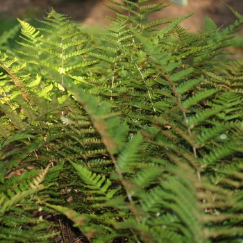 Dryopteris erythrosora (Autumn Fern) - Autumn Fern