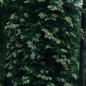 Hydrangea anomala petiolaris - Climbing Hydrangea