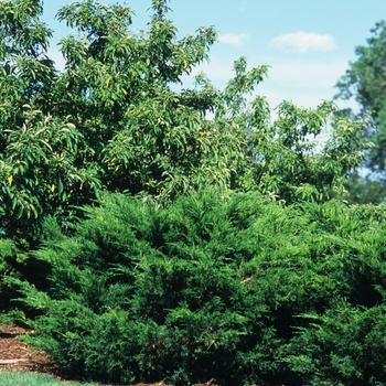 Juniperus chinensis 'Sea Green' (Juniper) - Sea Green Juniper