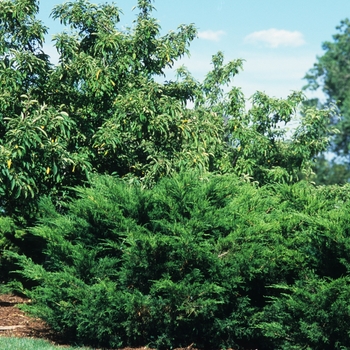 Juniperus chinensis 'Sea Green' (Juniper) - Sea Green Juniper Juniperus chinensis 'Sea Green' (Juniper) - Sea Green Juniper
