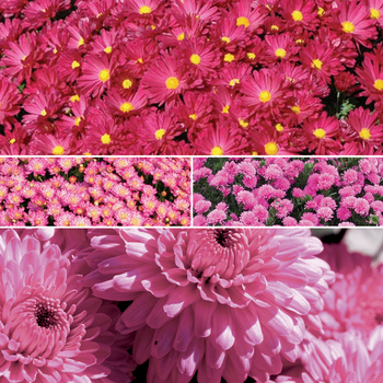Chrysanthemum x morifolium ''Multiple Varieties'' (Pink Garden Mums) - Multiple Varieties Pink Garden Mums
