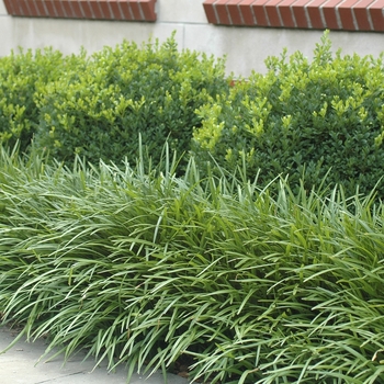 Liriope muscari - 'Big Blue'
