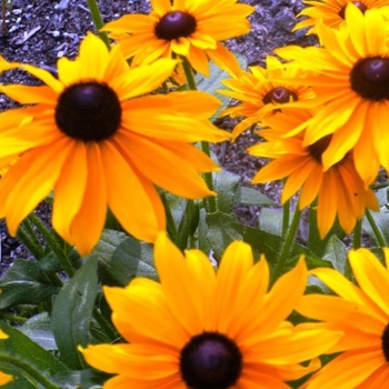 Rudbeckia hirta 'Marmalade' (Black-Eyed Susan) - Marmalade Black-Eyed Susan