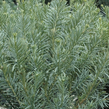 Cephalotaxus harringtonia - 'Fastigiata' Japanese Plum Yew