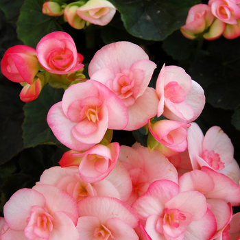 Begonia x hiemalis - 'Camilla' Rieger Begonia