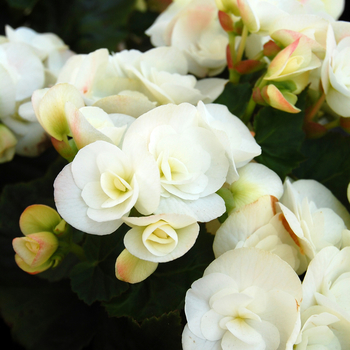 Begonia x hiemalis (Rieger Begonia) - Amstel 'Clara'