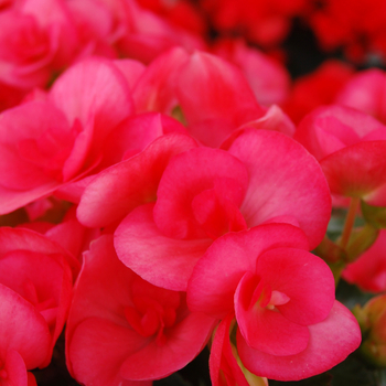 Begonia x hiemalis - 'Netja Dark' Rieger Begonia