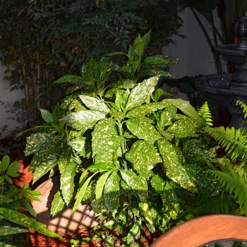 Aucuba japonica - 'Gold Dust' Gold Dust Aucuba Aucuba japonica - 'Gold Dust' Gold Dust Aucuba