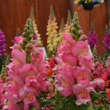 Antirrhinum majus (Snapdragon) - Snapshot™ 'Pink' Antirrhinum majus (Snapdragon) - Snapshot™ 'Pink'
