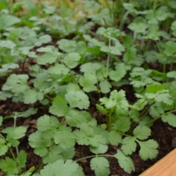 Coriandrum sativum 'Santo' (Cilantro) - Santo Cilantro