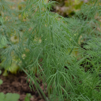 Anethum graveolens 'Dukat' - Dukat 