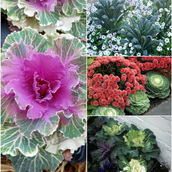 Brassica (Assorted Flowering Kale & Cabbage) - Assorted Flowering Kale & Cabbage Brassica (Assorted Flowering Kale & Cabbage) - Assorted Flowering Kale & Cabbage