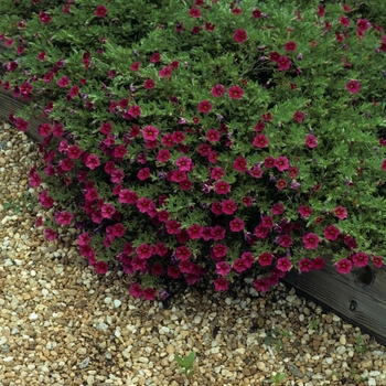 Calibrachoa - Superbells® 'Cherry Red' Calibrachoa - Superbells® 'Cherry Red'