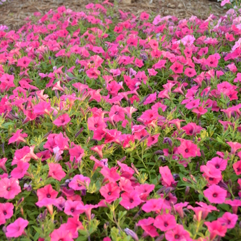 Petunia - Supertunia Vista&reg; 'Fuchsia'