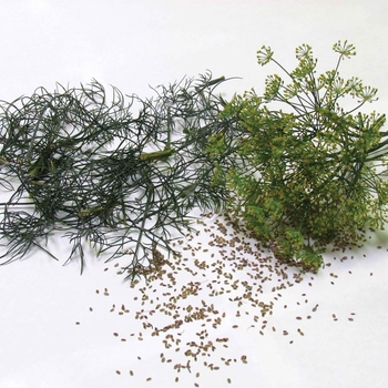 Anethum graveolens 'Bouquet' (Dill) - Bouquet Dill Anethum graveolens 'Bouquet' (Dill) - Bouquet Dill