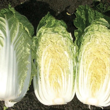 Brassica - 'China Gold F1' Chinese Cabbage Brassica - 'China Gold F1' Chinese Cabbage