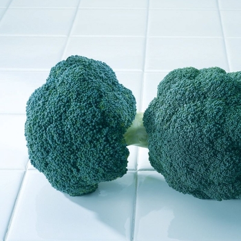 Brassica oleracea var. italica - 'Destiny' Broccoli