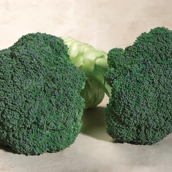 Brassica 'Emerald Crown F1' (Broccoli) - Emerald Crown F1 Broccoli