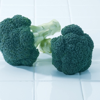 Brassica - 'Green Magic F1' Broccoli