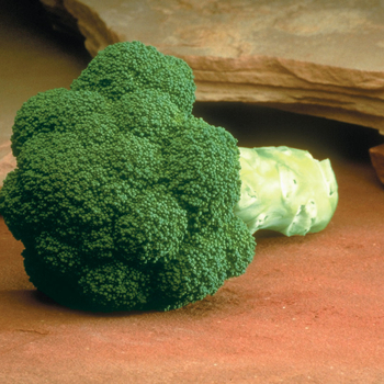 Brassica 'Marathon F1' (Broccoli) - Marathon F1 Broccoli