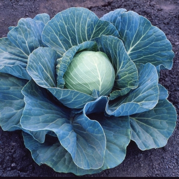 Brassica 'Stonehead F1' (Cabbage) - Stonehead F1 Cabbage