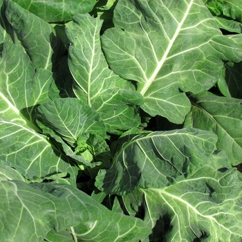 Brassica - 'Vates' Collard