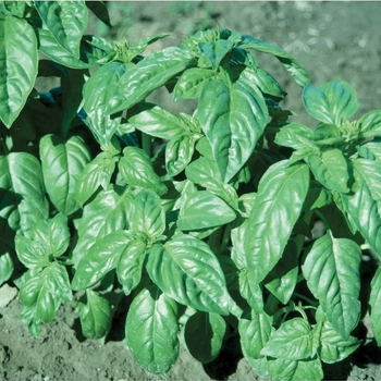 Ocimum basilicum 'Italian Large Leaf' (Basil) - Italian Large Leaf Basil