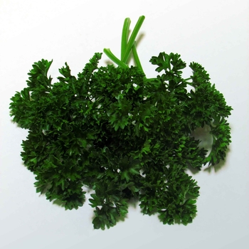 Petroselinum crispum 'Forest Green' (Parsley) - Forest Green Parsley