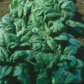 Spinacia - 'Tyee F1' Spinach