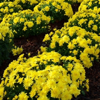 Chrysanthemum x morifolium ''Allegra Yellow'' PP21785 (Garden Mum) - Allegra Yellow Garden Mum Chrysanthemum x morifolium ''Allegra Yellow'' PP21785 (Garden Mum) - Allegra Yellow Garden Mum