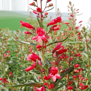 Penstemon schmidel - 'Red Riding Hood' Beardtongue