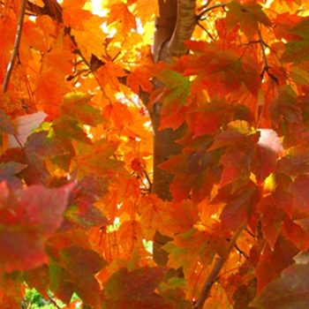 Acer rubrum - 'October Glory' Red Maple Acer rubrum - 'October Glory' Red Maple